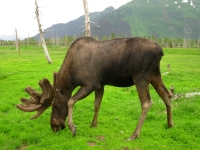 Moose